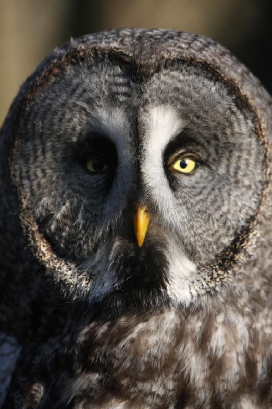 2010-04-13 17:56:26 ** Germany, Walsrode, Zoo ** Great Grey Owl or Lapland Owl (Strix nebulosa), largest species of the genus Strix.