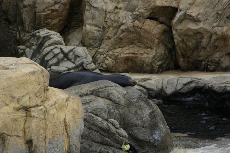 2007-10-13 12:08:50 ** Aquarium, California, Zoo ** Sea lion.