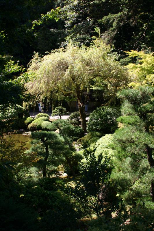 2007-09-02 14:42:36 ** Portland ** Bäume im Japanischen Garten.