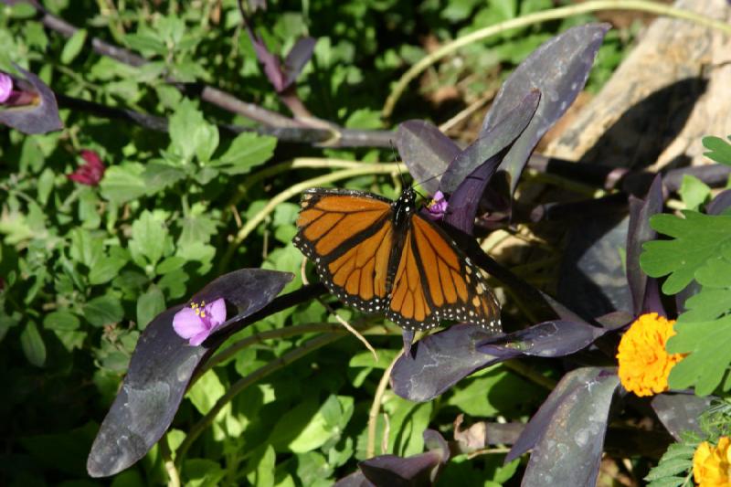2007-10-27 13:31:00 ** Botanical Garden, Phoenix ** Monarch butterfly. 2007-10-27 13:31:00 ** Botanical Garden, Phoenix ** Monarch butterfly.