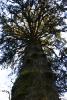 This sitka spruce is more than 750 years old.