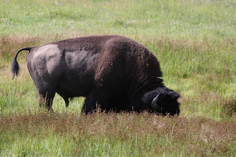 2009-08-05 09:30:22 ** Bison, Yellowstone National Park ** 