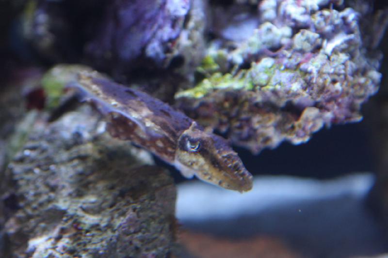2012-06-16 11:11:04 ** Aquarium, Seattle ** 