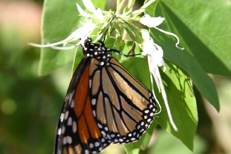 2007-10-27 13:36:04 ** Botanical Garden, Phoenix ** Monarch butterfly. 2007-10-27 13:36:04 ** Botanical Garden, Phoenix ** Monarch butterfly.