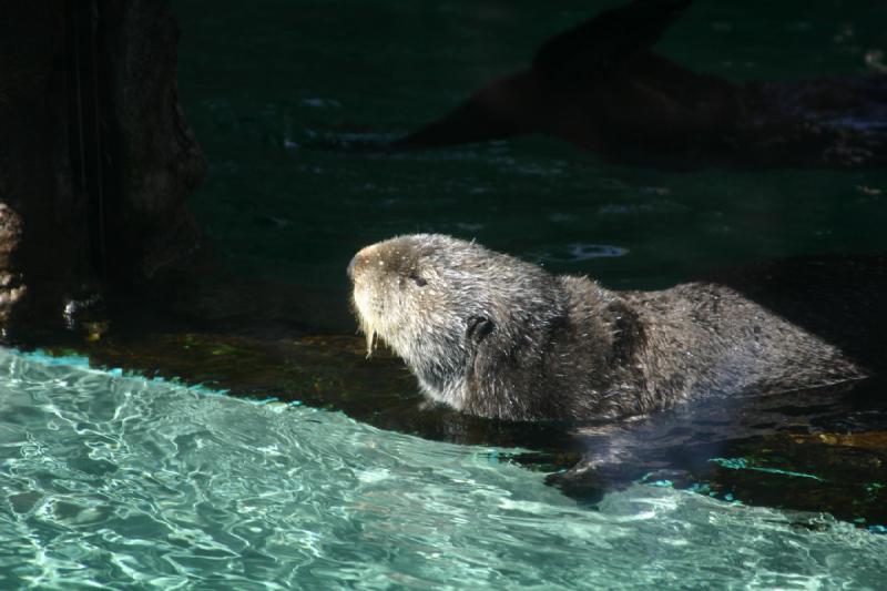 2007-09-01 12:15:24 ** Aquarium, Seattle ** Sea otter.