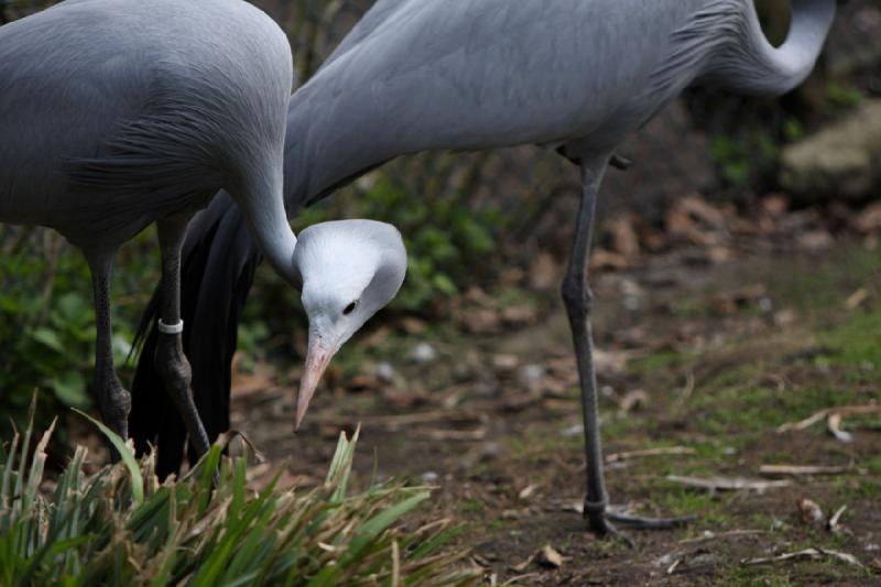 2010-04-13 15:45:00 ** Germany, Walsrode, Zoo ** 