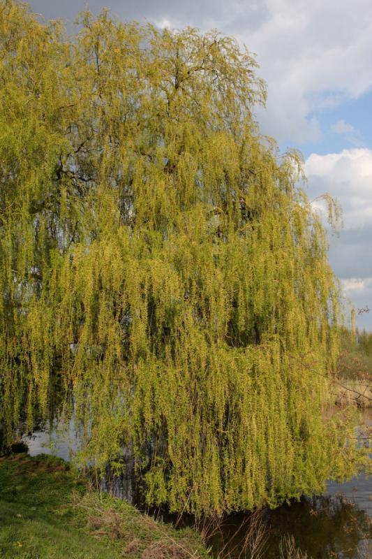 2010-04-22 17:34:30 ** Germany, Hunte, Oldenburg ** The Weeping Willow reaches far across the Hunte.