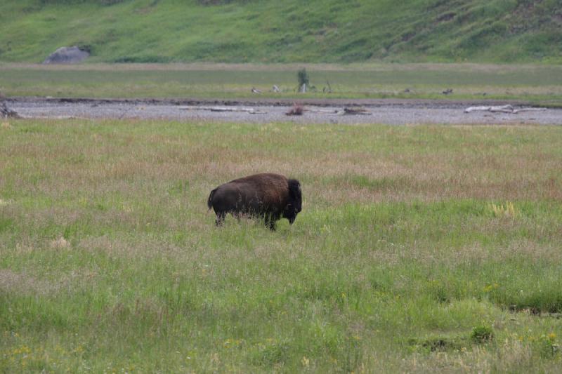 2009-08-05 13:49:53 ** Bison, Yellowstone Nationalpark ** 