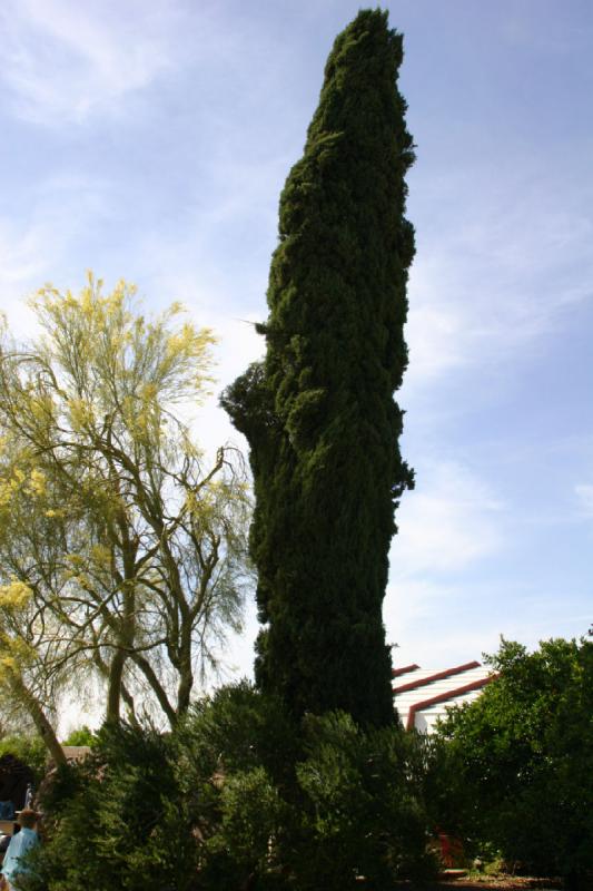 2007-04-14 15:23:22 ** Phoenix, Taliesin West ** Cypress.