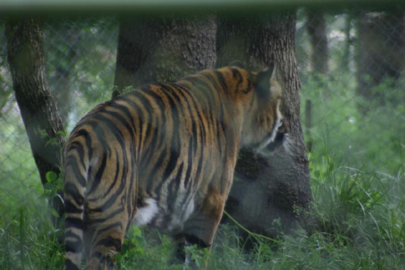 2005-05-07 15:25:26 ** Oregon, Roseburg, Zoo ** Tiger. 2005-05-07 15:25:26 ** Oregon, Roseburg, Zoo ** Tiger.