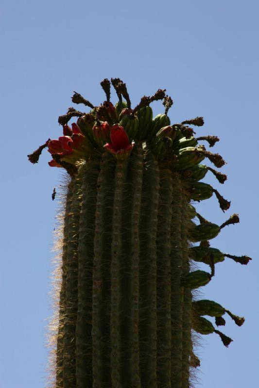 2006-06-17 11:17:10 ** Cactus, Tucson ** Fruit of a 'Saguaro' cactus.