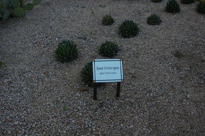 2007-04-15 16:36:52 ** Cactus, Phoenix ** Thanks to the sign I know that these are Queen Victoria agaves. 2007-04-15 16:36:52 ** Cactus, Phoenix ** Thanks to the sign I know that these are Queen Victoria agaves.