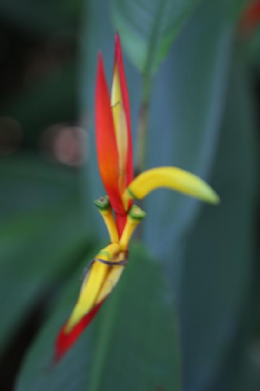 2011-11-27 09:56:25 ** Botanical Garden, Hawaiʻi, Kauaʻi ** 
