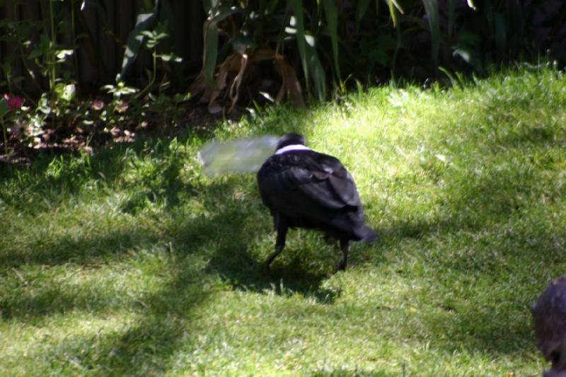 2007-06-18 11:01:16 ** Utah, Zoo ** The raven takes the bottle.