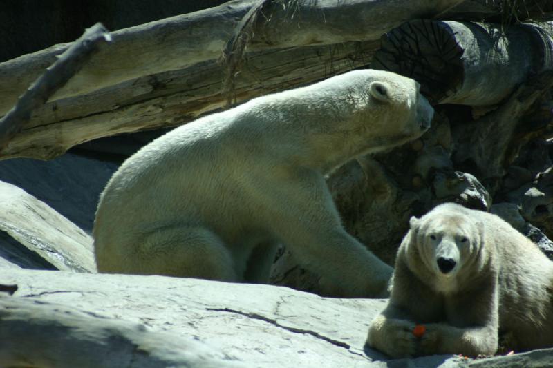 2008-03-20 12:36:38 ** San Diego, Zoo ** Polar Bears.