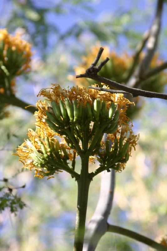 2006-06-17 17:04:46 ** Botanical Garden, Cactus, Tucson ** Agave flower.