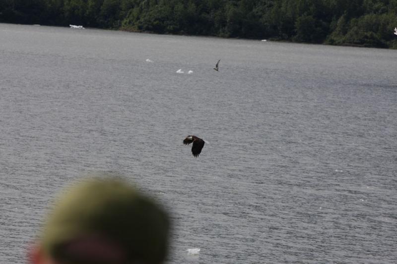 2012-06-20 16:31:50 ** Alaska, Bald Eagle, Cruise, Juneau ** 