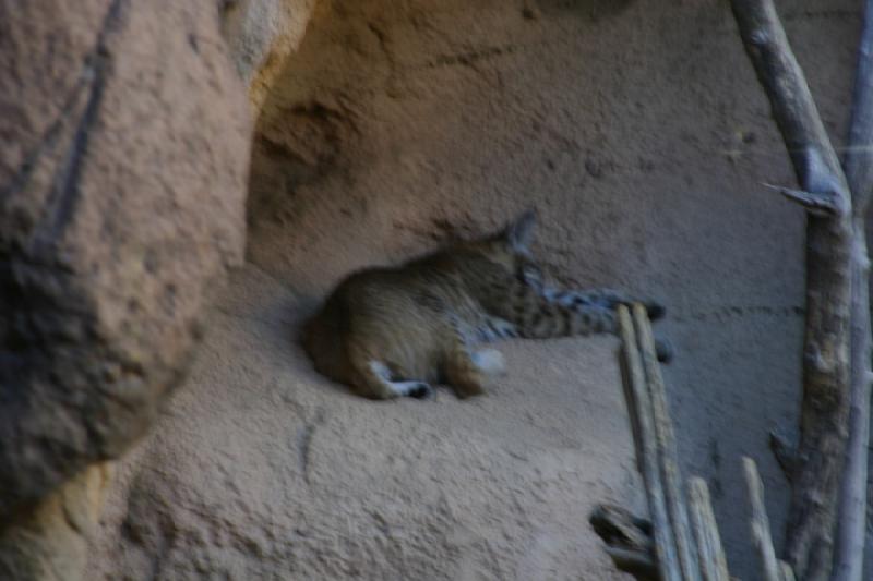 2006-06-17 17:34:12 ** Botanical Garden, Tucson ** Sleeping lynx.