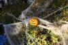 Cobwebs and plastic pumpkin.