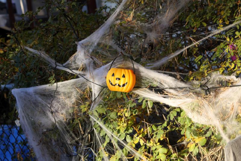 2008-10-25 17:49:40 ** Utah ** Cobwebs and plastic pumpkin.
