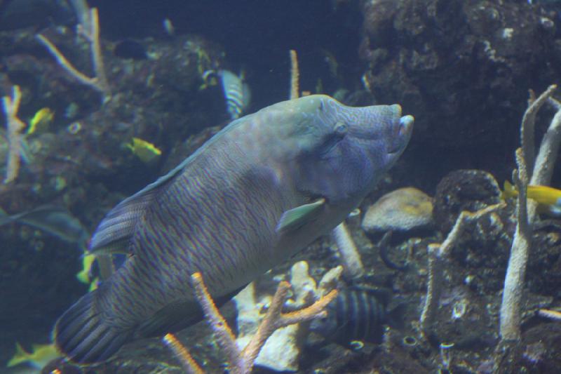 2012-06-16 10:50:14 ** Aquarium, Seattle ** 