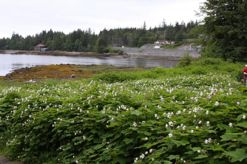 2012-06-19 09:52:49 ** Alaska, Cruise, Ketchikan, Totem Bight State Historic Park ** 