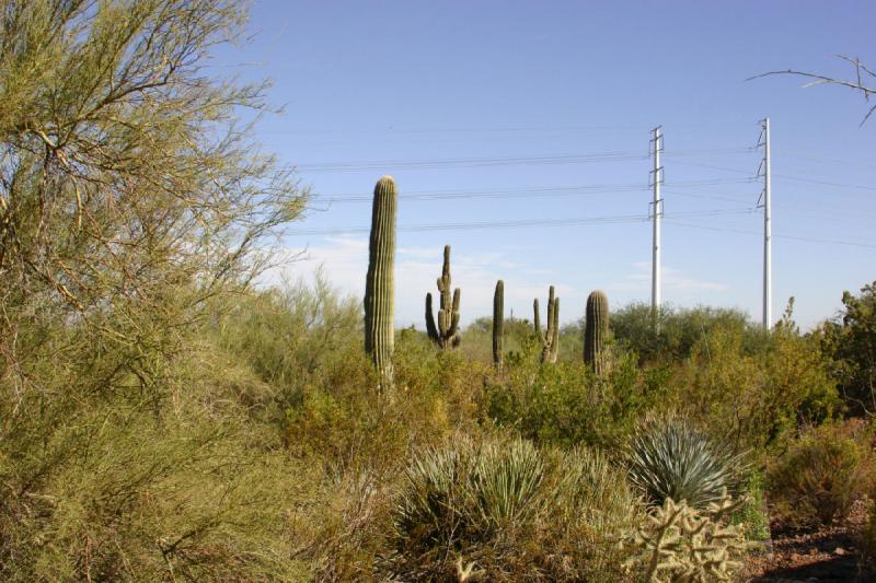 2007-10-27 14:11:12 ** Botanical Garden, Cactus, Phoenix ** Saguaro cacti and high-voltage power lines.