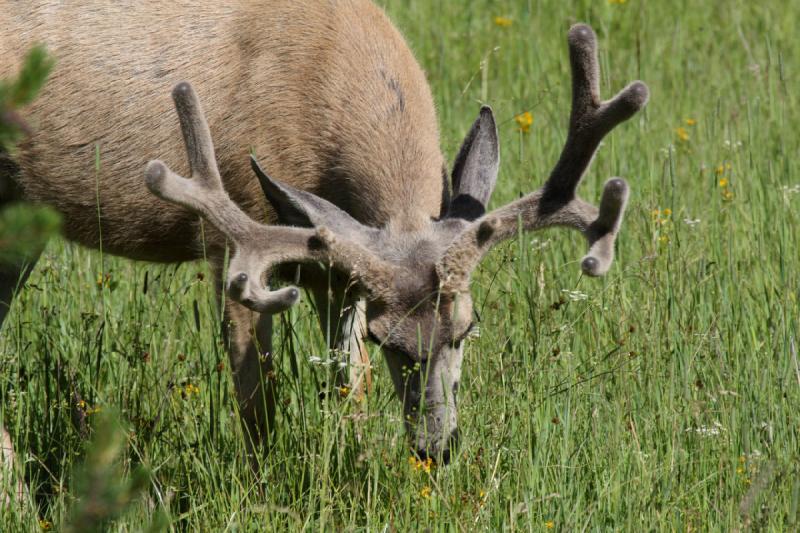 2009-08-05 09:00:17 ** Reh, Yellowstone Nationalpark ** 