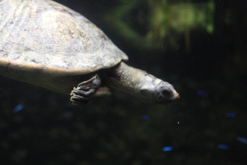 2014-03-12 12:01:07 ** Chicago, Illinois, Shedd Aquarium ** 