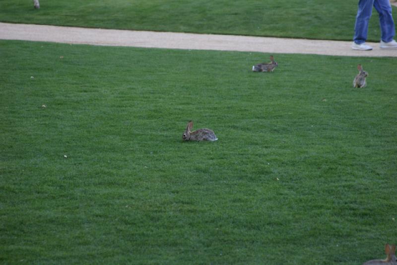 2007-04-15 16:36:20 ** Phoenix ** Jack rabbits.