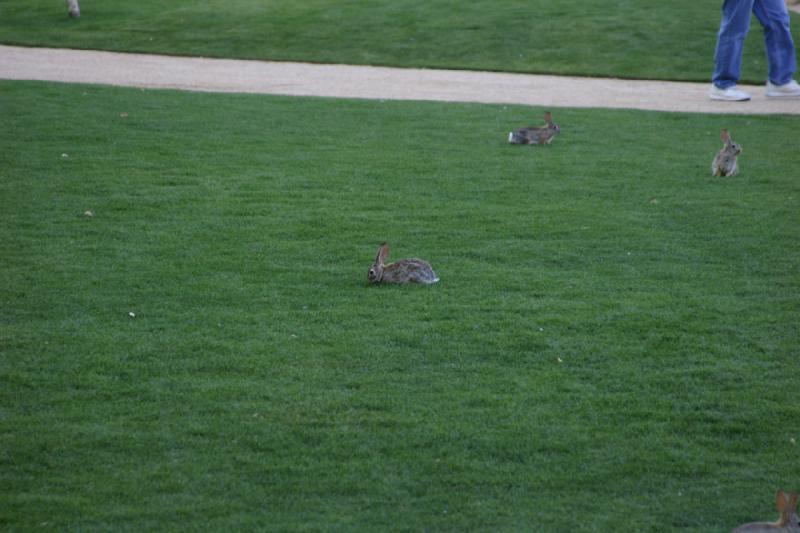 2007-04-15 16:36:20 ** Phoenix ** Jack rabbits.