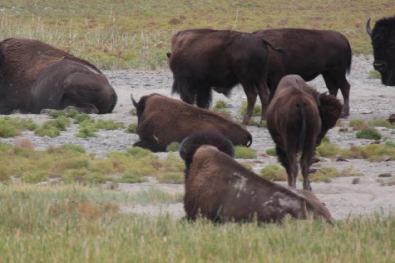 2013-08-24 15:15:04 ** Antelope Island, Bison, Utah ** 2013-08-24 15:15:04 ** Antelope Island, Bison, Utah **