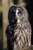 Great Grey Owl or Lapland Owl (Strix nebulosa), largest species of the genus Strix.