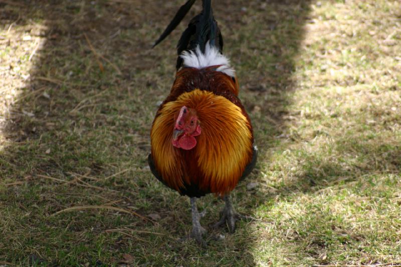 2007-03-11 15:11:44 ** Utah, Zoo ** Rooster.