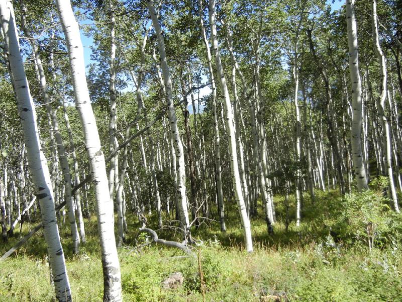 2014-08-16 16:39:24 ** Utah ** 