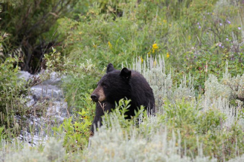 2009-08-05 14:07:58 ** Schwarzbär, Yellowstone Nationalpark ** 