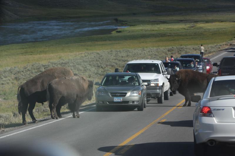 2008-08-15 17:31:33 ** Bison, Yellowstone Nationalpark ** 