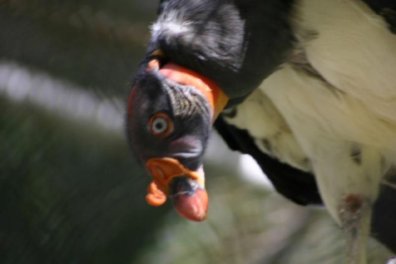 2005-05-21 16:48:39 ** Tracy Aviary ** King vulture.