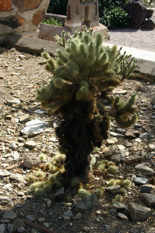 2007-04-14 15:50:34 ** Cactus, Phoenix, Taliesin West ** Cactus at the entrance of the area.