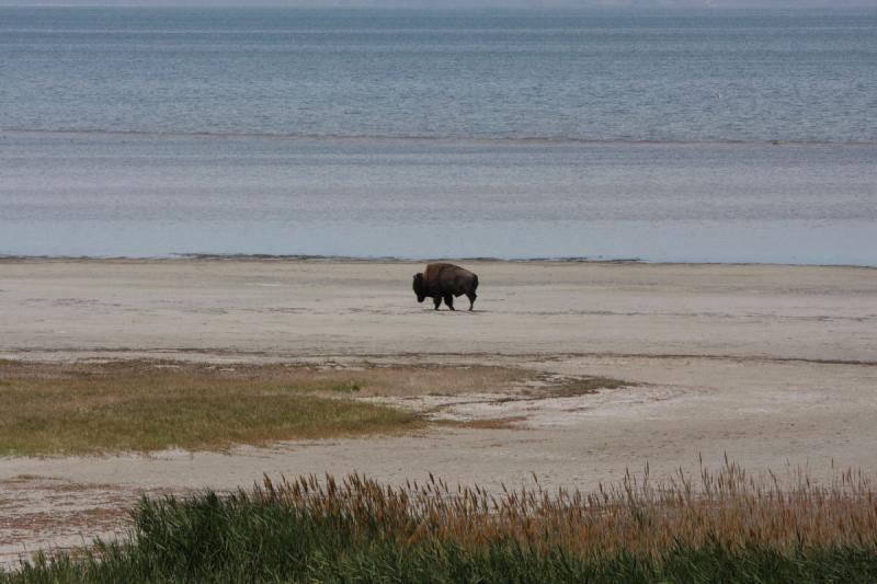 2012-06-11 12:02:03 ** Antelope Island, Bison, Utah ** 