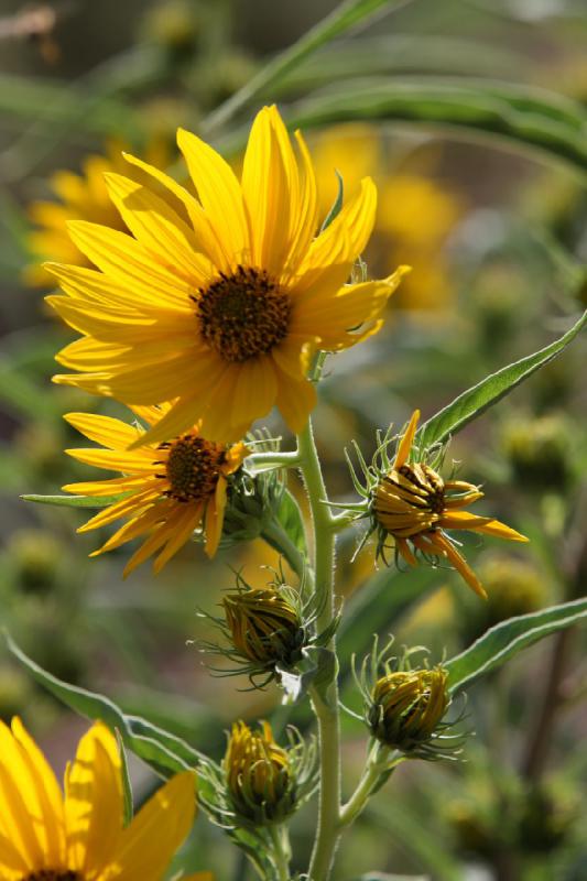 2012-09-29 17:43:20 ** Helianthus maximiliani.