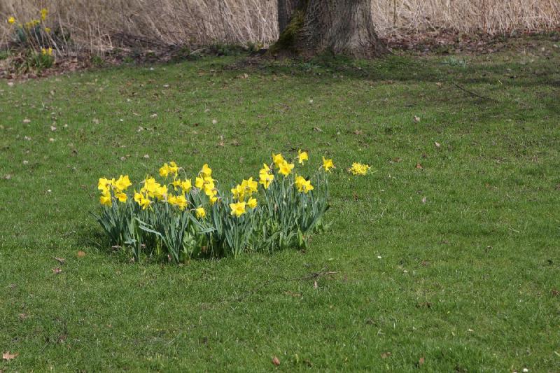2010-04-03 13:45:34 ** Bad Zwischenahn, Flowers, Germany ** Daffodils.