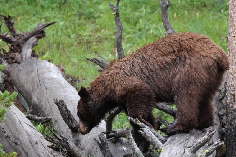 2009-08-04 16:09:35 ** Black Bear, Yellowstone National Park ** 