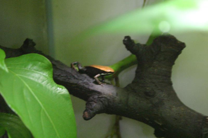 2005-08-25 15:06:19 ** Berlin, Deutschland, Zoo ** Frosch. 2005-08-25 15:06:19 ** Berlin, Deutschland, Zoo ** Frosch.