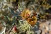 Flower of a cactus.