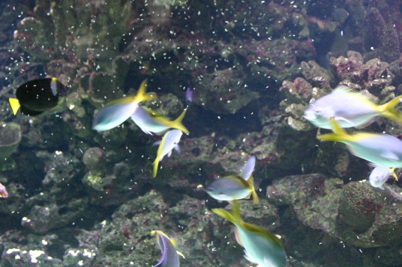 2005-08-25 13:52:58 ** Aquarium, Berlin, Deutschland, Zoo ** Fütterung der wilden Tiere. 2005-08-25 13:52:58 ** Aquarium, Berlin, Deutschland, Zoo ** Fütterung der wilden Tiere.
