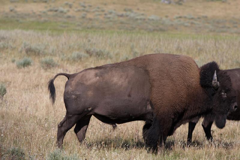 2008-08-15 17:06:25 ** Bison, Yellowstone Nationalpark ** 