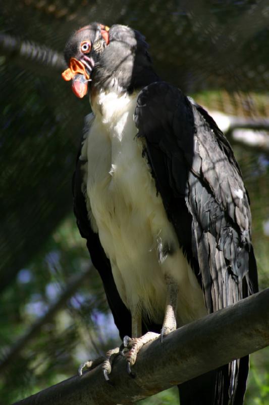 2005-05-21 17:09:02 ** Tracy Aviary ** King vulture.