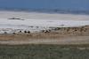 On the way to Fielding Garr Ranch, we found the herd of Bison.