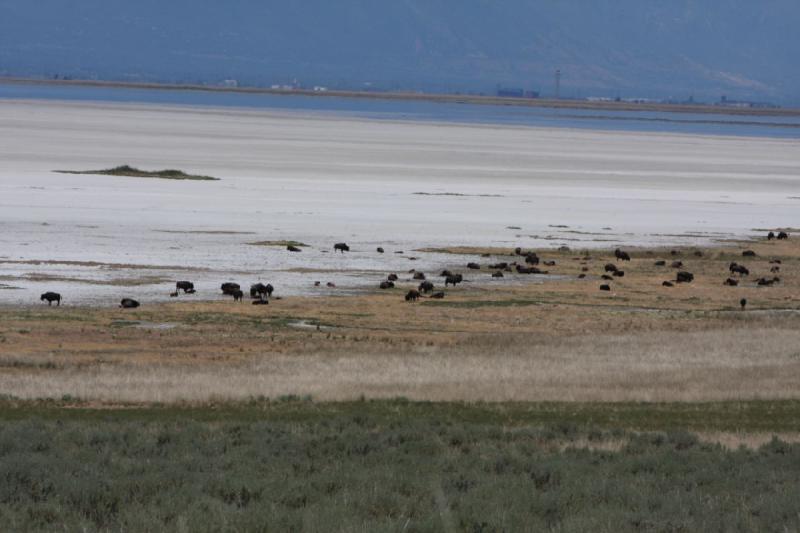 2012-06-11 13:11:07 ** Antelope Island, Bison, Utah ** On the way to Fielding Garr Ranch, we found the herd of Bison. 2012-06-11 13:11:07 ** Antelope Island, Bison, Utah ** On the way to Fielding Garr Ranch, we found the herd of Bison.
